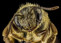 Andrena nebecula, F, Face, MD, Anne Arundel 2014-02-11-16.47.35 ZS PMax (12543476604).jpg