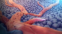 Angiogenesis medical animation still.jpg