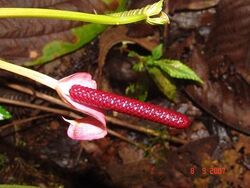 Anthurium alluriquinense.jpg