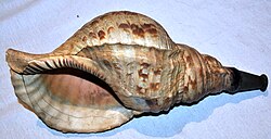 Antique Japanese horagi (conch shell trumpet).JPG