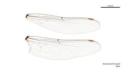 Austroaeschna ingrid male wings (34209480384).jpg