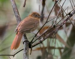 Automolus melanopezus - Brown-rumped Foliage-gleaner; Rio Branco, Acre, Brazil.jpg