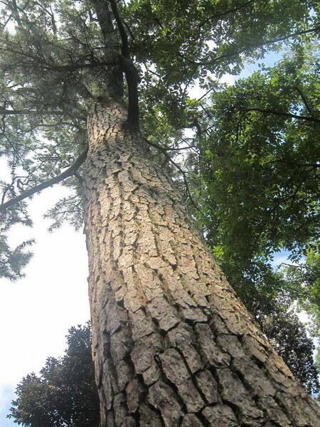 File:Bark of Pinus thunbergii.jpg
