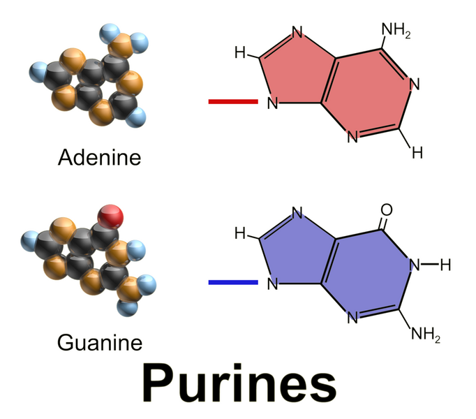 File:Blausen 0323 DNA Purines.png