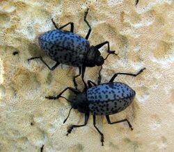 Blue pleasing fungus beetles (3582116778).jpg