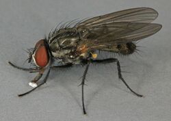 Botanophila fugax, Minera Quarry, North Wales, July 2012 (17999507441).jpg