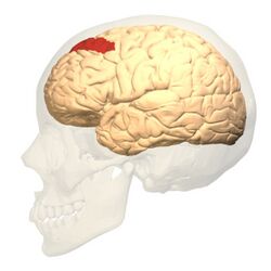 Brodmann area 8 lateral.jpg