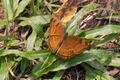 Browny-orange butterfly in Borneo (29132378470).jpg