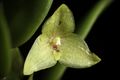 Bulbophyllum oblongum '-1811' (Lindl.) Rchb.f. in W.G.Walpers, Ann. Bot. Syst. 6 249 (1861) (48072237537).jpg
