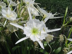 Cahaba Lily.jpg