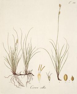 Carex alba illustration (01) (cropped).jpg