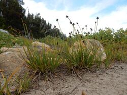 Carex lachenalii - twotipped sedge - Flickr - Matt Lavin (4).jpg