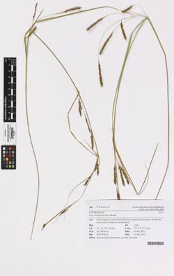Carex longebrachiata Boeck. (AM AK350065).jpg
