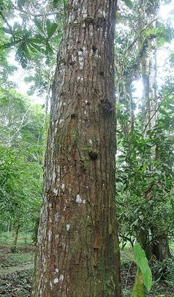 Cedralinga cateniformis (14506774449).jpg