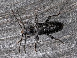 Cerambycidae - Hylotrupes bajulus (male).JPG