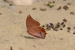 Charaxes harmodius martinus (25415459200).jpg