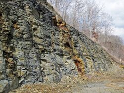 Chattanooga Shale (Upper Devonian; Burkesville West Rt. 90 roadcut, Kentucky, USA) 27 (40541680550).jpg