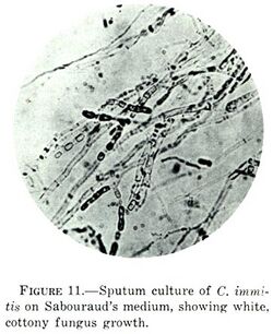 Coccidioides immitis on Sabouraud's medium.jpg