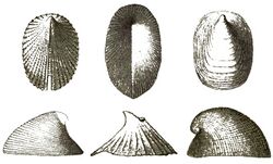 Cocculinidae various examples.jpg