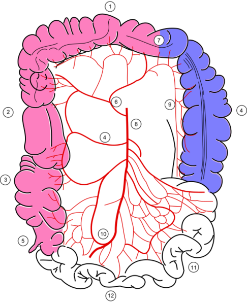 File:Colonic blood supply.svg