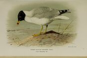 Coloured figures of the birds of the British Islands - issued by Lord Lilford (Plate XXI) (20132181419).jpg