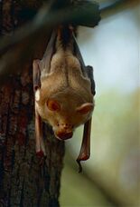 Commerson's Roundleaf Bat (Hipposideros commersoni) (10291616316).jpg