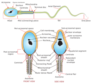 Complete diagram of a human spermatozoa en.svg