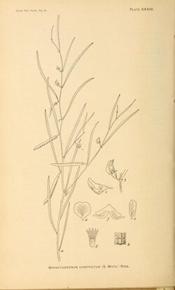Contributions from the U.S. National Herbarium (1906) (20660267756).jpg