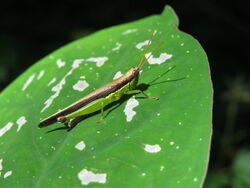 Cornops - inat 52713792.jpg