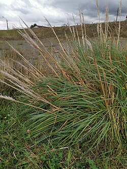 Cortaderia araucana imported from iNaturalist photo 119333847 on 22 January 2024.jpg