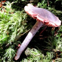 Cortinarius britannicus mushroom.jpeg