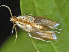 Crambidae - Agrotera nemoralis-001.JPG