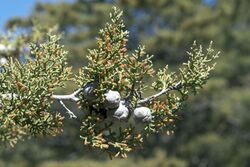 Cupressus sargentii.jpg