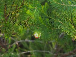 Darwinia wittwerorum (leaves and flowers).jpg