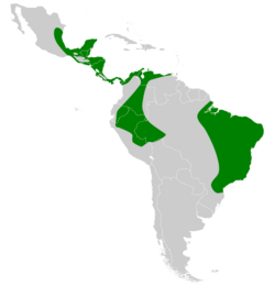 Diphylla ecaudata map.svg