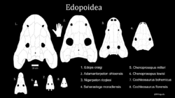 Edopoidea diagram.png