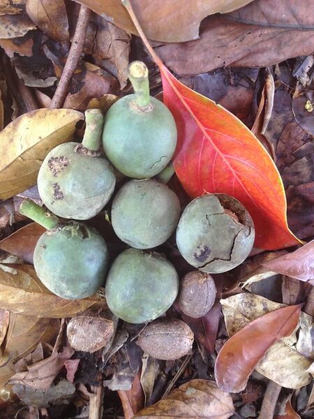 File:Elaeocarpus bancroftii fruit and nuts.jpg