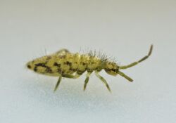 Entomobrya intermedia (32752060813).jpg