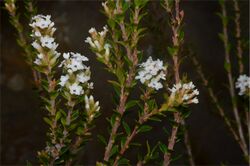 Epacris curtisiae.jpg