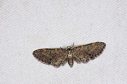 ESI2836 Eupithecia convexa (38717542630).jpg