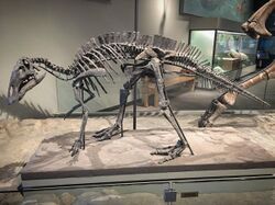 FMNH Maiasaura fossil skeleton.jpg