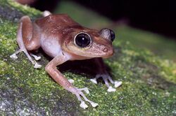Female guajon frog on tree.jpg