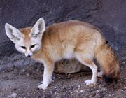 Large-eared fox on rock