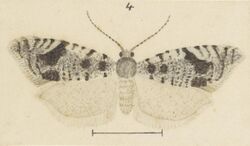 Fig 4 MA I437911 TePapa Plate-L-The-butterflies full (cropped).jpg