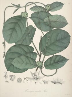 Florae Columbiae (Plate CLXI) (8204892411).jpg