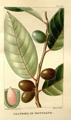 Flore médicale des Antilles, ou, Traité des plantes usuelles (Pl. 108) (8203066788).jpg