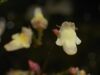 Genlisea filiformis flower 2 Darwiniana.jpg