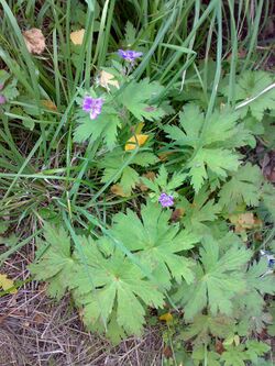 Geranium bohemicum 01.jpg