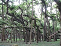 Great banyan tree kol.jpg