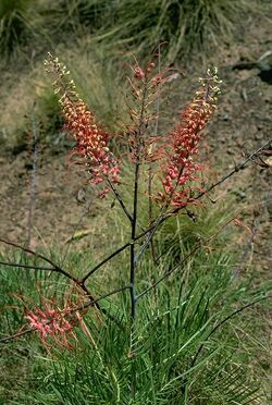 Grevillea dryandri.jpg